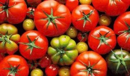 番茄免费小说开心吃瓜,开心吃瓜，畅游文字海洋